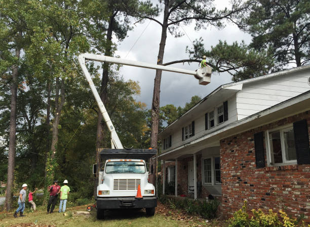 Crainville, IL Tree Care Company