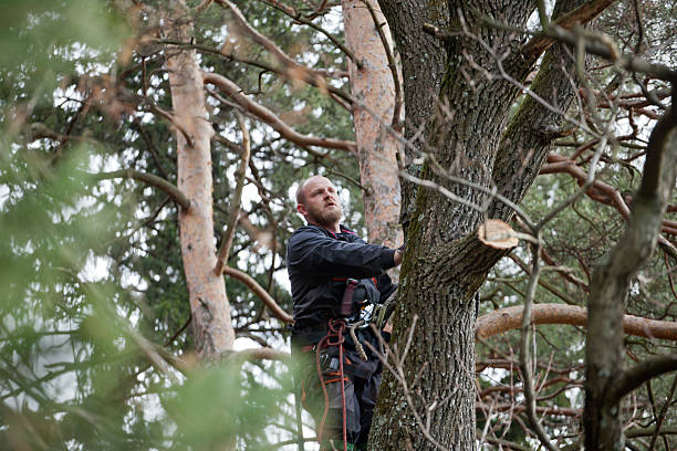 How Our Tree Care Process Works  in  Crainville, IL